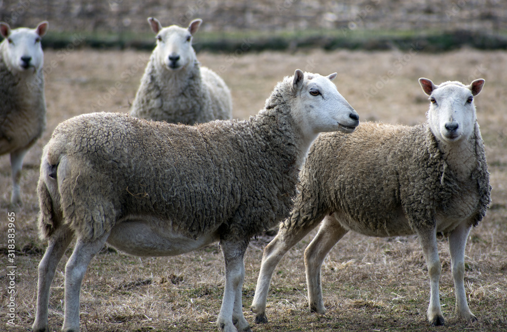 Fototapeta premium Two sheep stand in a grassy field.