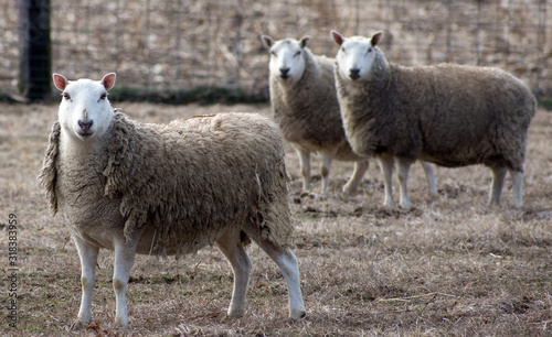 Portrait of three sheep in a field.