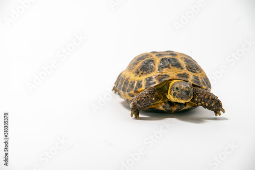 Russian Tortoise on seamless white background.