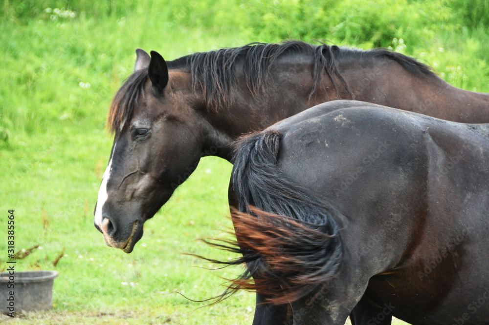 Fototapeta premium Two Black Horses