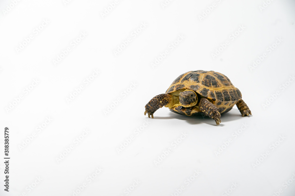 Obraz premium Russian Tortoise on seamless white background.