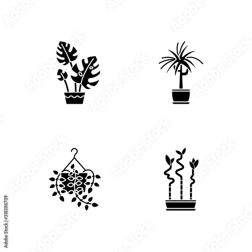 Domesticated plants black glyph icons set on white space. Houseplants. Ornamental indoor plants. Pothos, dracaena. Monstera, lucky bamboo. Silhouette symbols. Vector isolated illustration