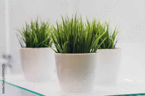 Plants in white pots on the office table