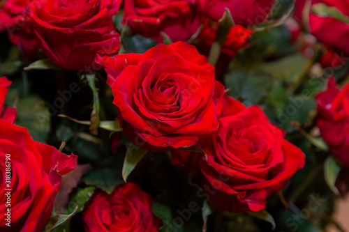 Beautiful red roses in a bouquet. Flowers