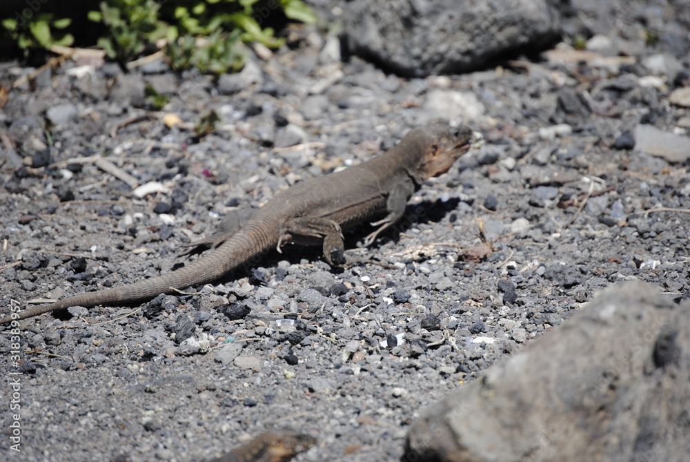 reptil Lagarto Canario