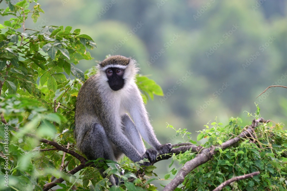 Vervet monkey, Lake Kyaninga, Uganda