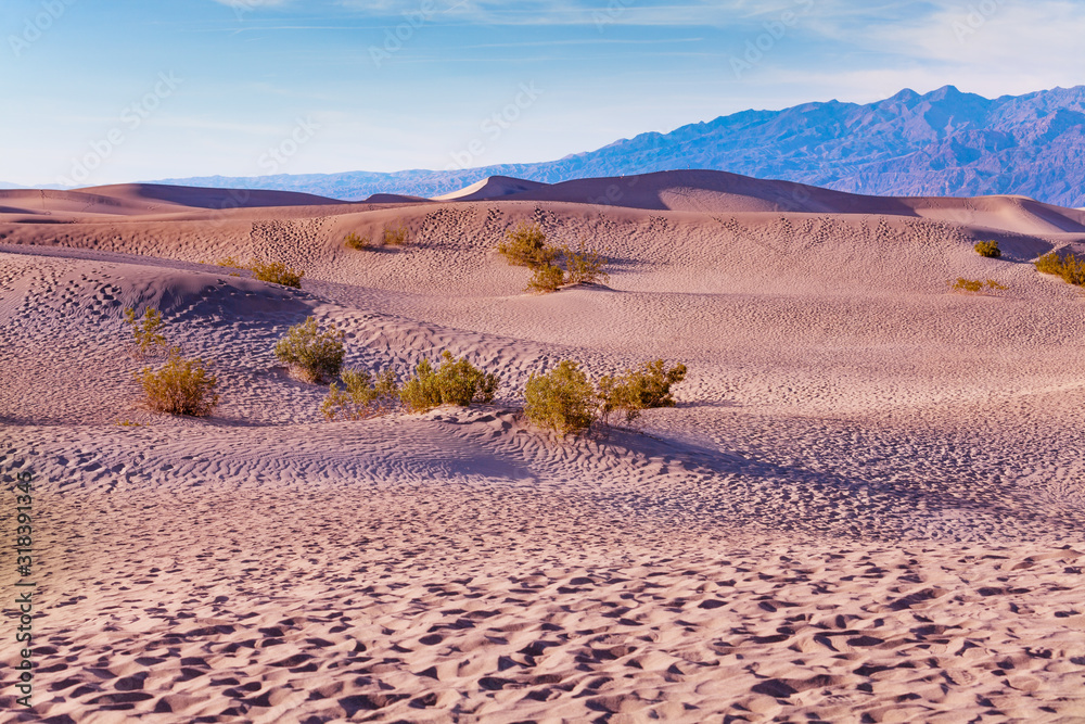 Desert sands with bushed and dunes national park, USA