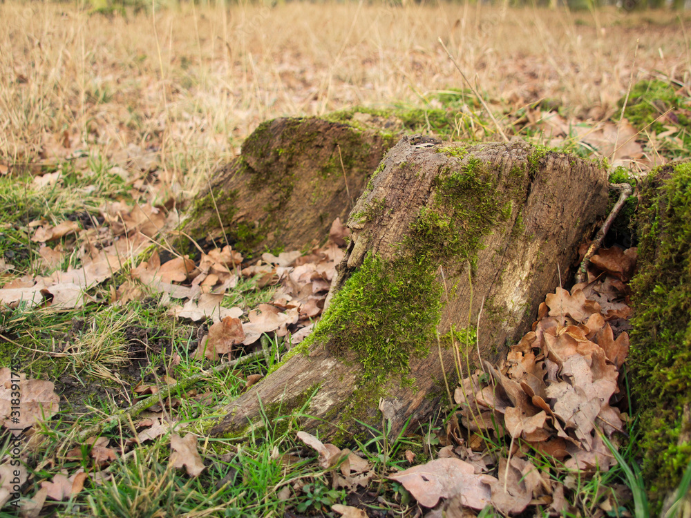 Waldboden im Winter / Herbst - Natur mit Baumstumpf Moss und Laub Waldboden im Winter / Herbst - Natur mit Baumstumpf Moss und Laub