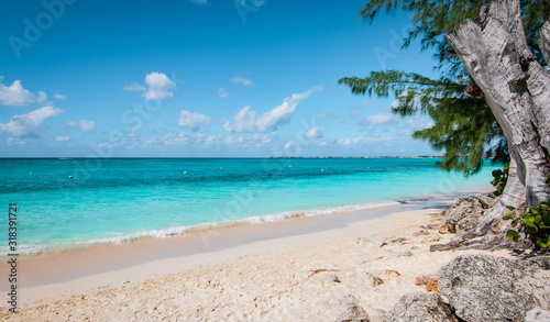 Fotografia, Obraz Seven Mile Beach with white sandy beach, turquoise colored sea and old tree along the coastline of the Island, Grand Cayman