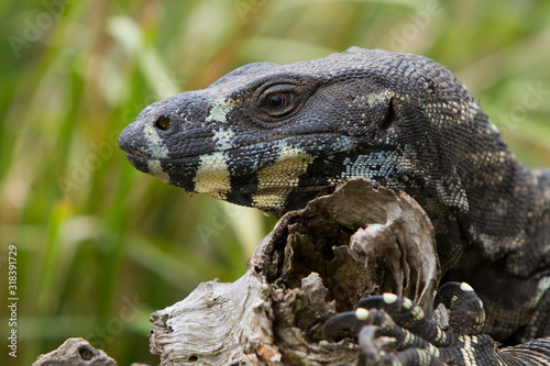 Lace Monitor Lizard