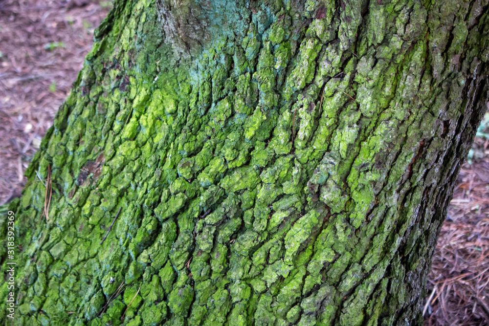 Moss on tree bark Moss on tree bark