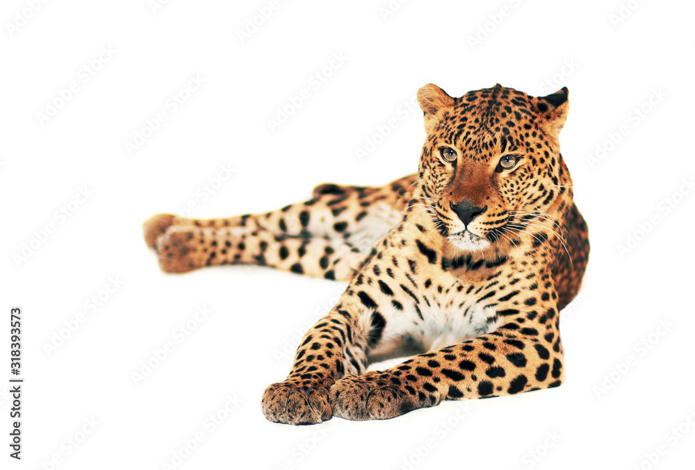 Leopard, Panthera pardus, on white background Leopard, Panthera pardus, on white background