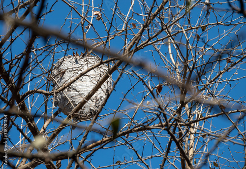 A colony of diligent and determined hornets have constructed theri home nest way up high in a tree surrounded by twigs and branches with a bokeh foreground. photo