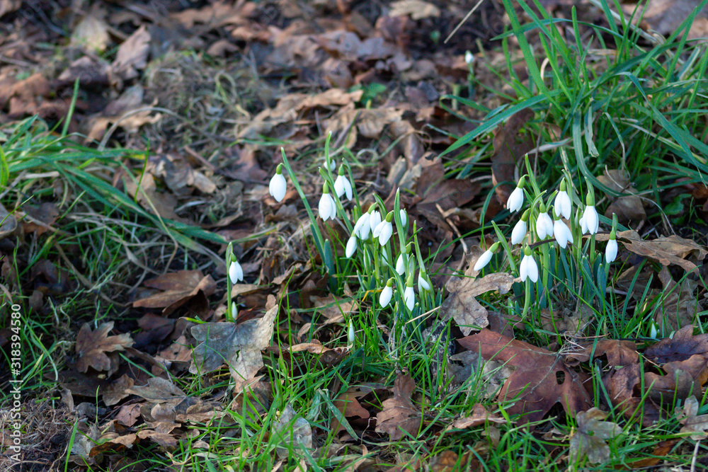 Snowdrops Snowdrops