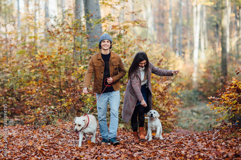 A young beautiful couple and their two golden labrador are walking in the park.