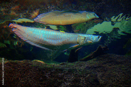 Silver Arowana freshwater bony fish photo