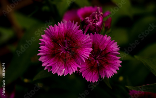 Picture of flower with pink and purple petals