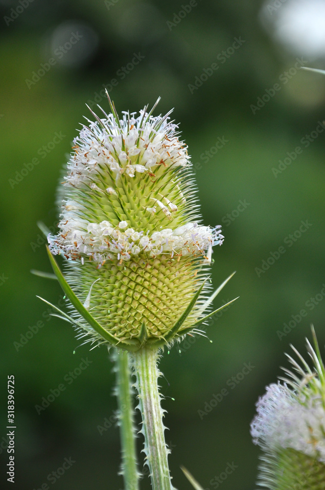 Dipsacus blooms in nature