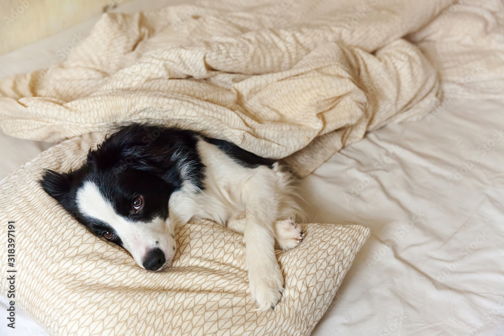 Portrait of cute smilling puppy dog border collie lay on pillow blanket in bed. Do not disturb me let me sleep. Little dog at home lying and sleeping. Pet care and funny pets animals life concept. Portrait of cute smilling puppy dog border collie lay on pillow blanket in bed. Do not disturb me let me sleep. Little dog at home lying and sleeping. Pet care and funny pets animals life concept.