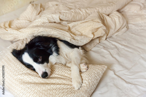 Portrait of cute smilling puppy dog border collie lay on pillow blanket in bed. Do not disturb me let me sleep. Little dog at home lying and sleeping. Pet care and funny pets animals life concept.