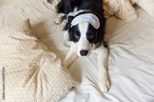 Do not disturb me let me sleep. Funny puppy border collie with sleeping eye mask lay on pillow blanket in bed Little dog at home lying and sleeping. Rest good night insomnia siesta relaxation concept © Юлия Завалишина