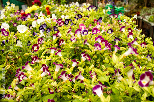 Picture of a flower garden