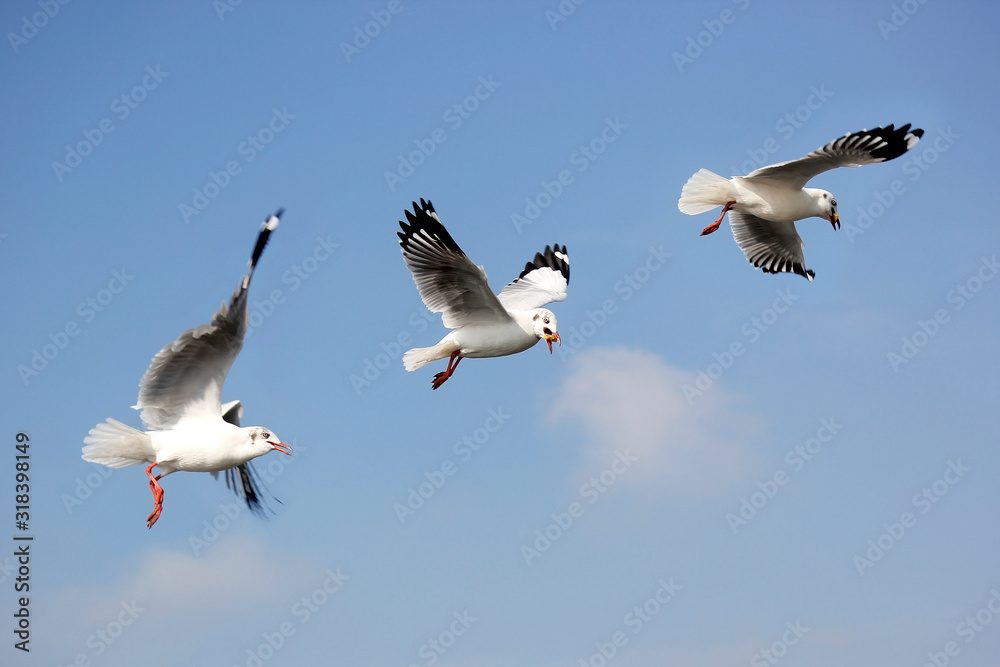 flying seagull bird on beautiful sky background flying seagull bird on beautiful sky background