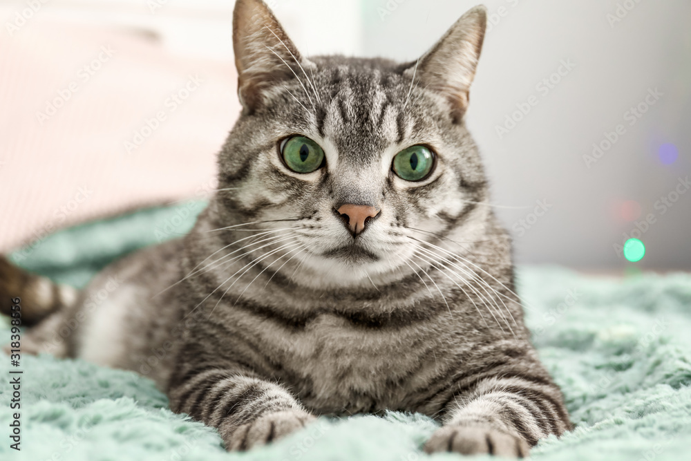 Cute cat on bed at home Cute cat on bed at home