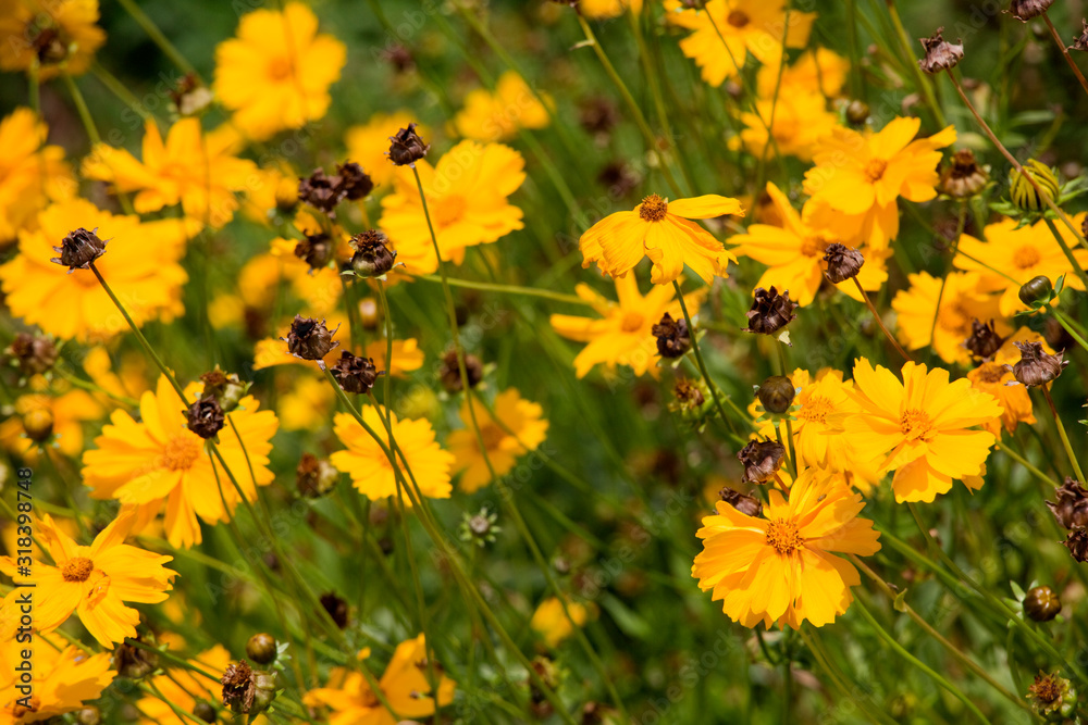 Behaartes Mädchenauge (Coreopsis pubescens) Behaartes Mädchenauge (Coreopsis pubescens)