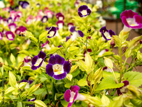 Picture of a flower garden