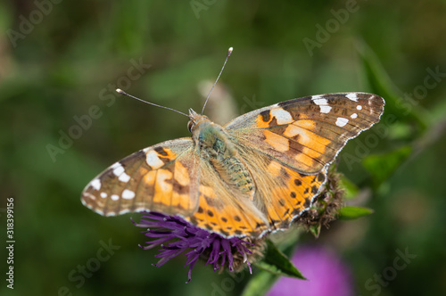 Painted Lady butterfly with a blurred background