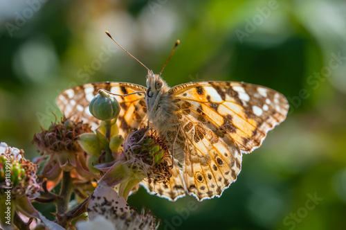 Painted Lady butterfly seen from underneath