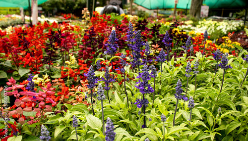 Picture of a flower garden