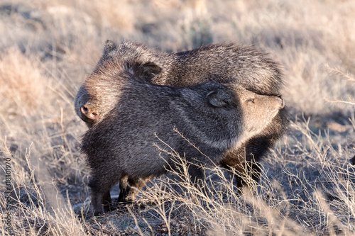 Two Javelinas rubbing each other photo