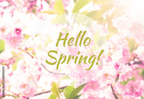 Hello spring inscription on blurred background of blooming sakura branches. Spring pink and green floral botanical background, greeting card or wallpaper. © Candle photo