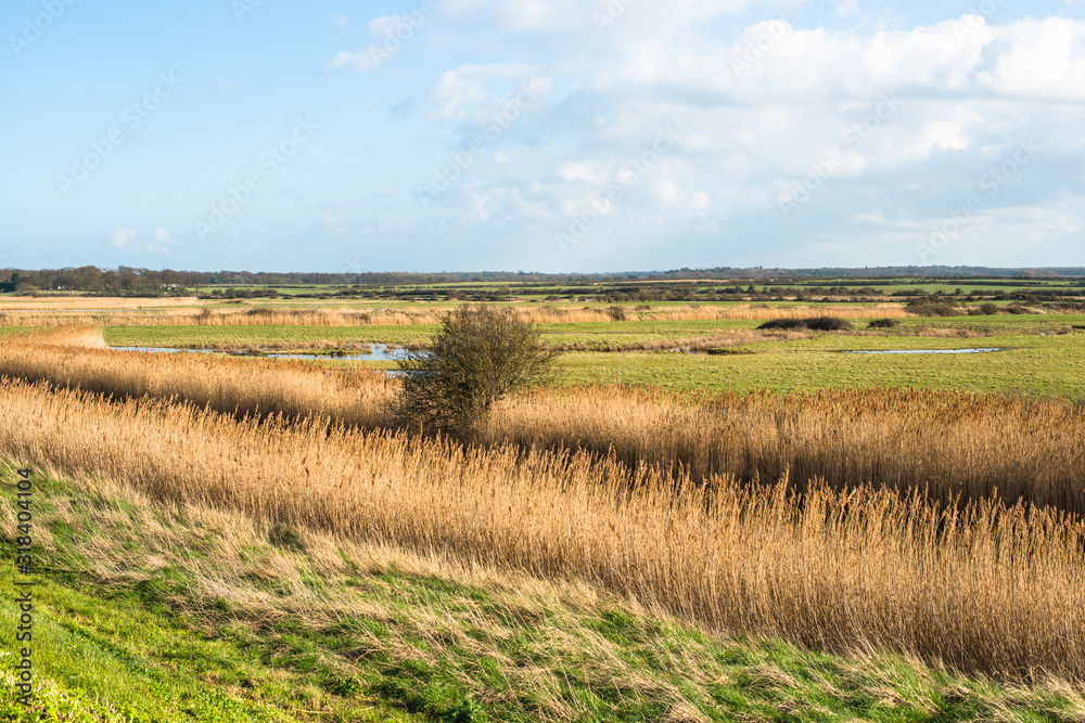 Views of salt marshes surrounded by reeds, Norfolk, UK.