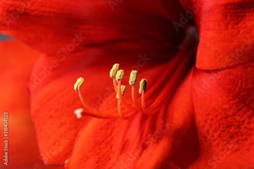 The Amaryllis with its bright red flowers photo