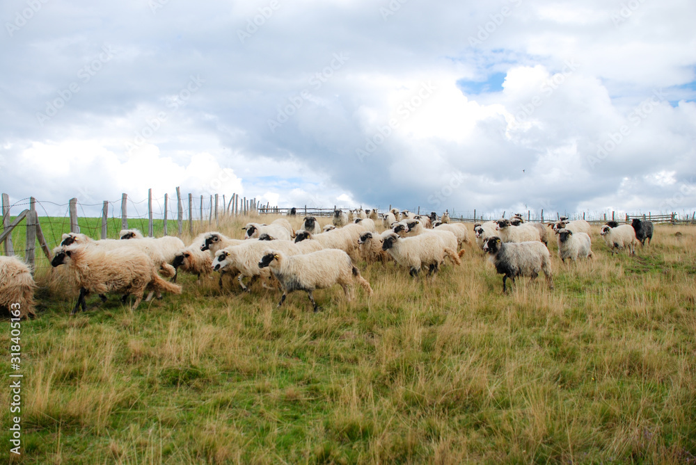 Sheep graze the pastures in autumn. Herd of sheep and lambs running on mountains. Group of domestic sheep on meadow eating green grass. Pasture on a hills. Farming and milk production. Sheep graze the pastures in autumn. Herd of sheep and lambs running on mountains. Group of domestic sheep on meadow eating green grass. Pasture on a hills. Farming and milk production.