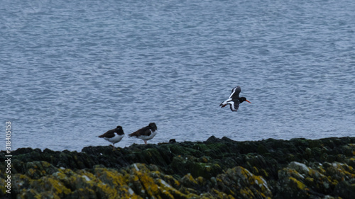 Eurasian Oystercatcher (Haematopus ostralegus), Northern Ireland, UK