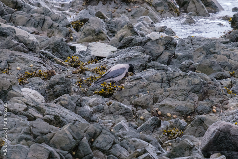 Raven on the Beach, in Northern Ireland, UK Raven on the Beach, in Northern Ireland, UK