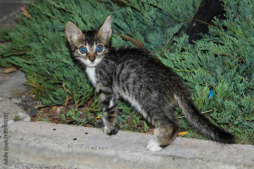 Hauskatze mit Grossen blauen Augen
