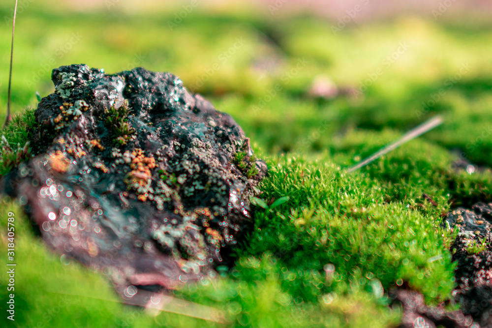 rock in forest rock in forest