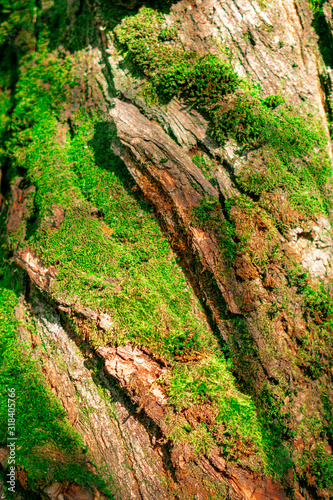 path in forest