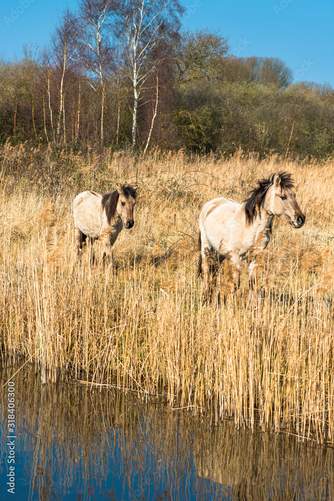 Wild Konik ponies on the banks of Burwell Lode Wild Konik ponies on the banks of Burwell Lode