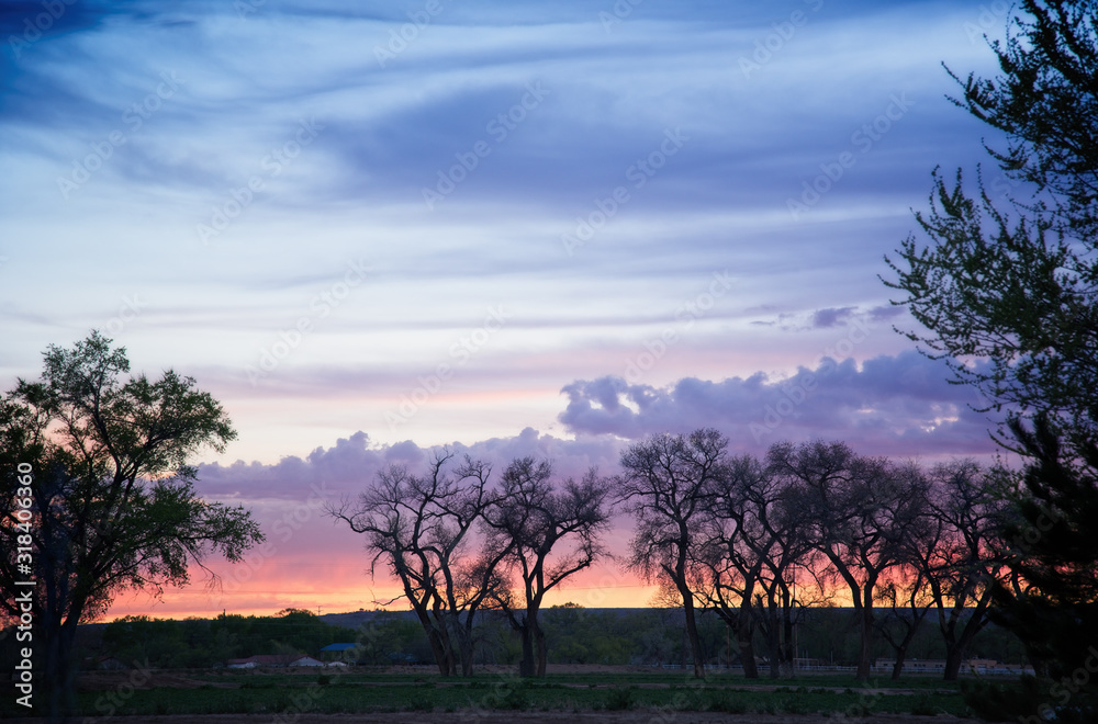 Trees at sunset