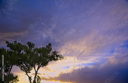 Tree at sunset