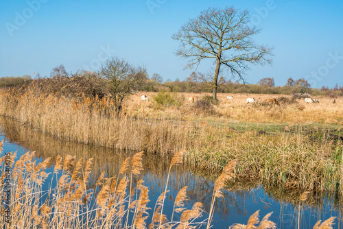 Wild Konik ponies on the banks of Burwell Lode at Wicken Fen, England, UK. photo