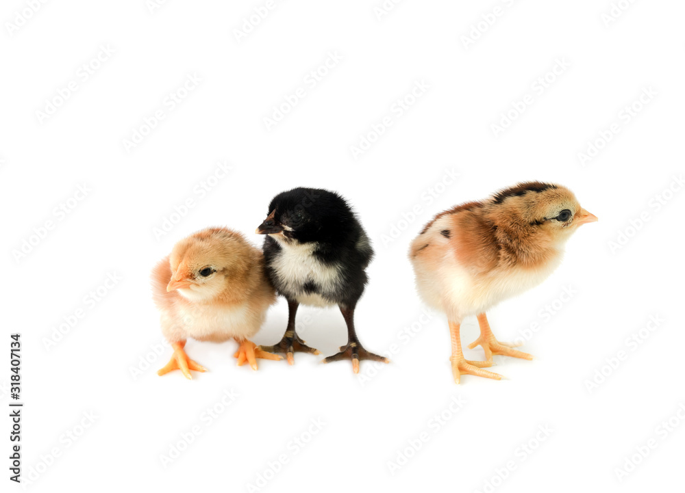 Brown and black chicks on a white background