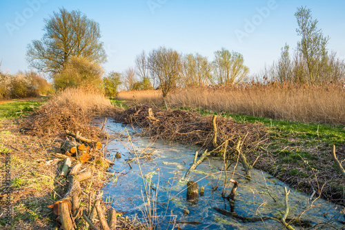 Chopped logs along a waterway on Wicken Fen photo