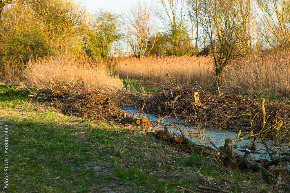 Chopped logs along a waterway on Wicken Fen Chopped logs along a waterway on Wicken Fen